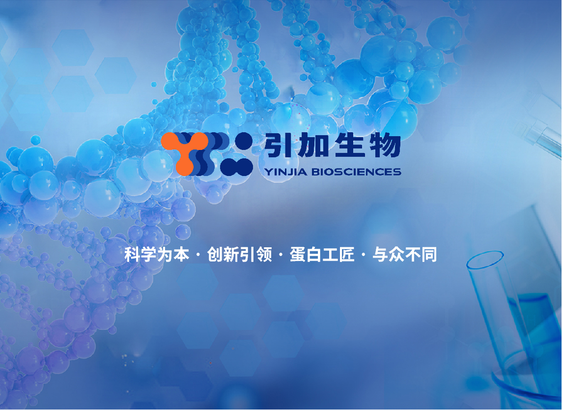 重组Kex2蛋白酶（冻干）