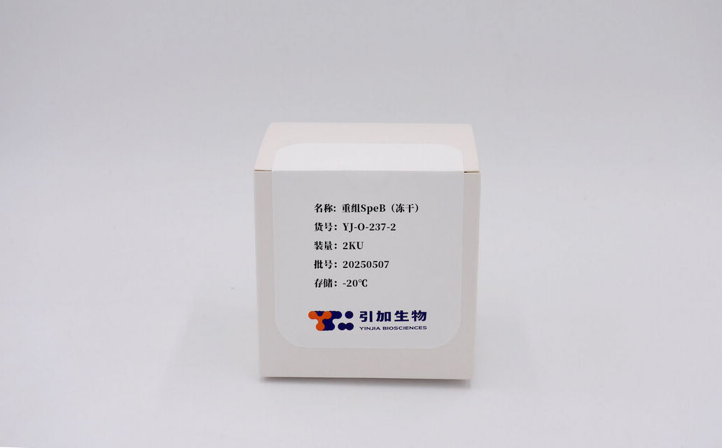 重组SpeB（冻干）