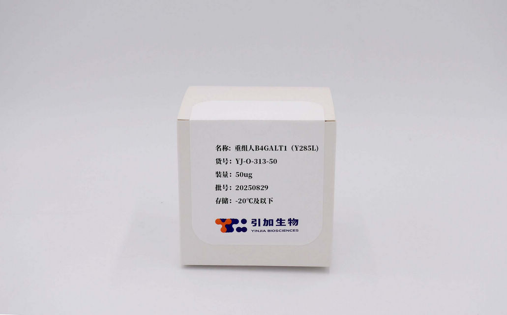 重组人B4GALT1(Y285L)