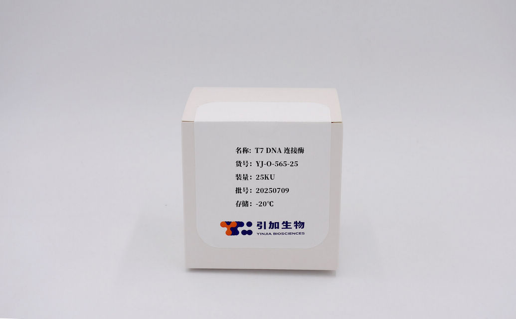 T7 DNA连接酶