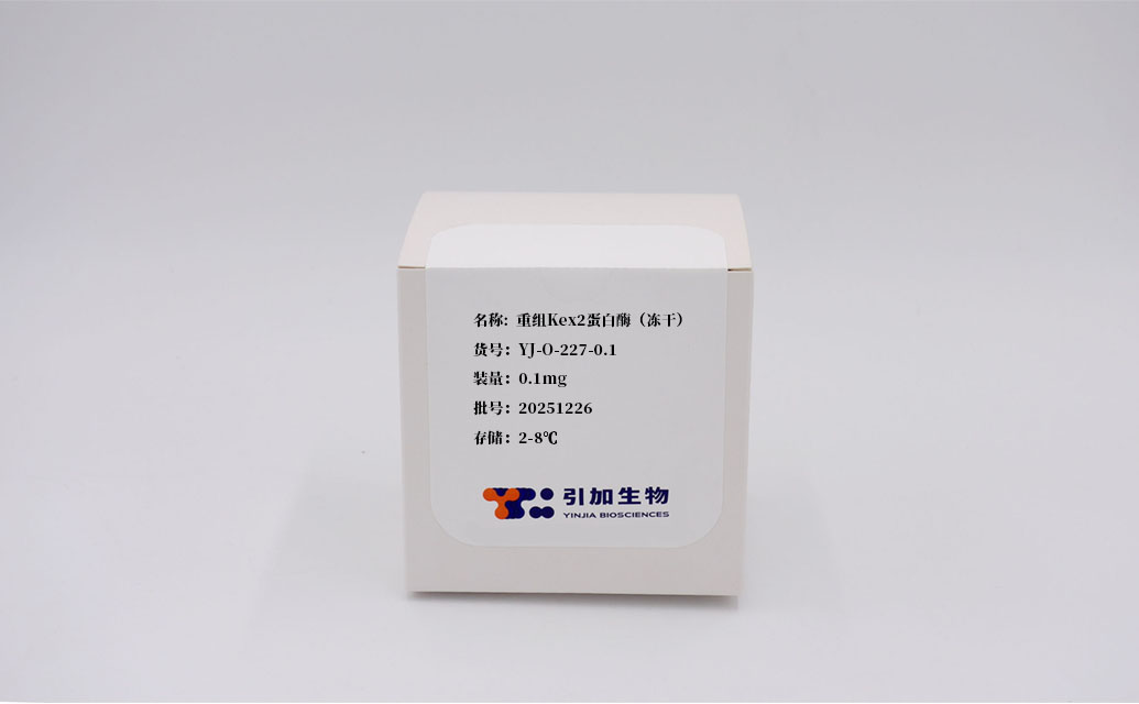 重组Kex2蛋白酶（冻干）