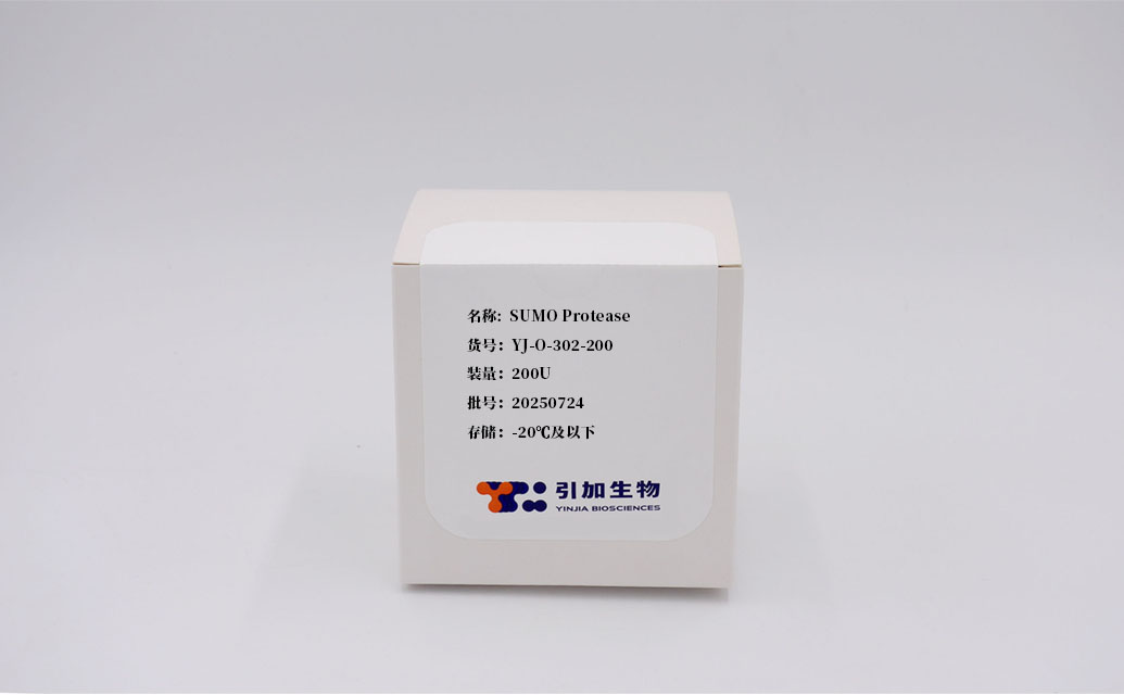 SUMO Protease